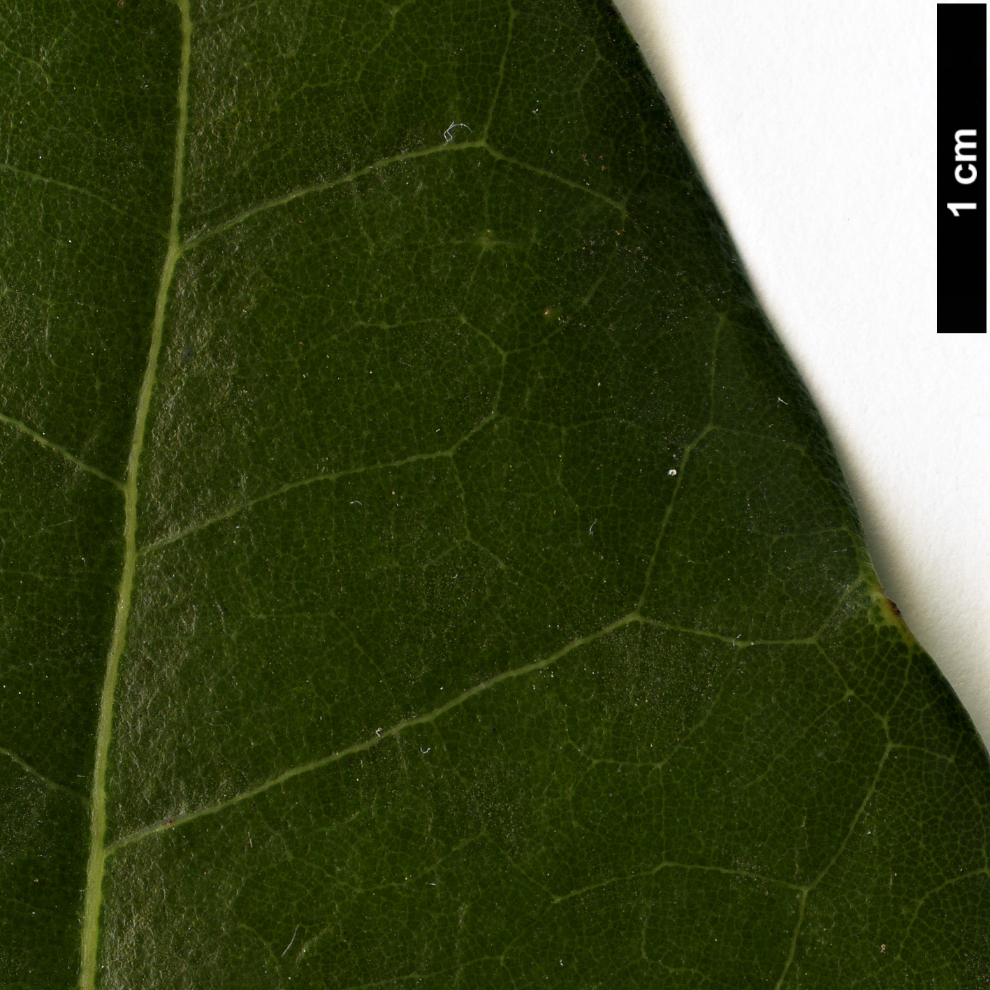 High resolution image: Family: Lauraceae - Genus: Apollonias - Taxon: barbujana